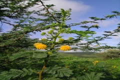 Acacia nilotica subsp. indica